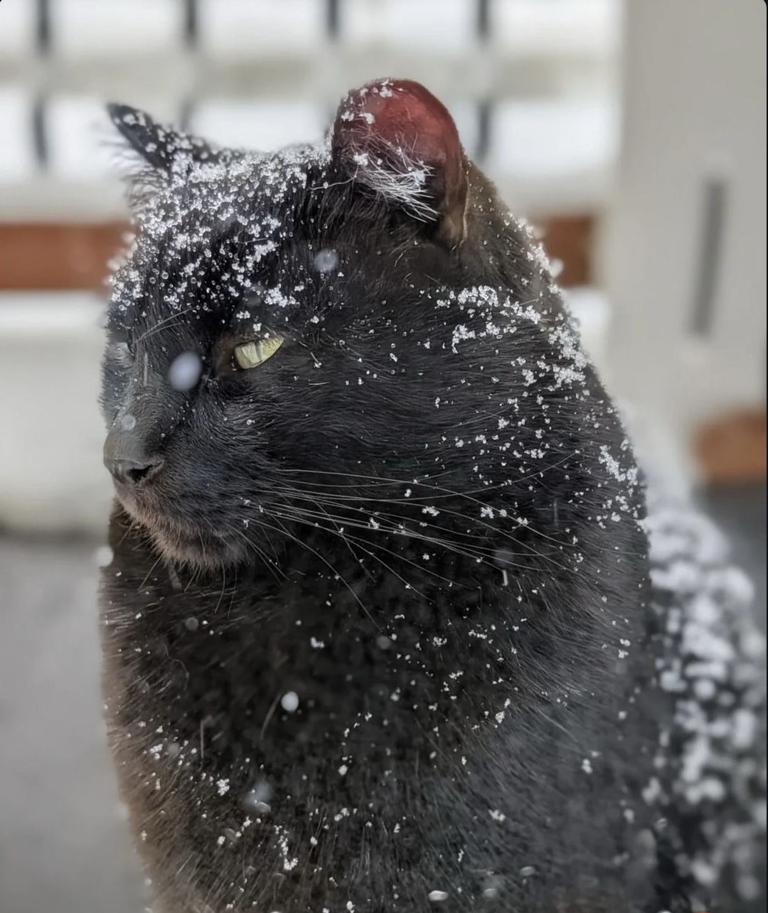cat